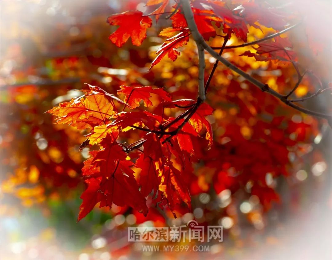 保镖2024 视频海报