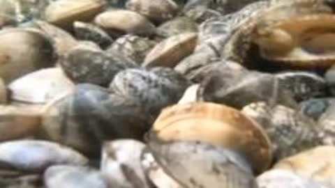 俄罗斯任务 视频主图