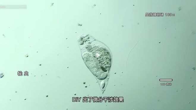 保镖2024 视频海报