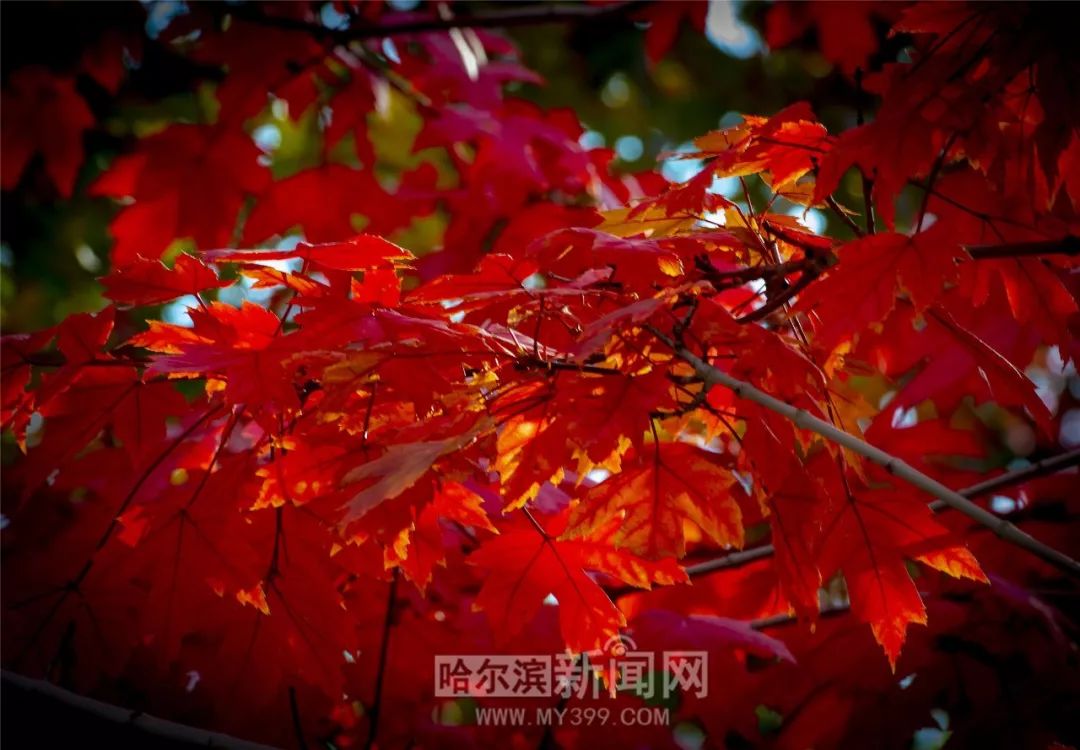 二五传说 视频主图