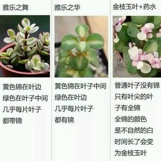 仙剑奇侠传前传：酒剑仙 视频缩略图