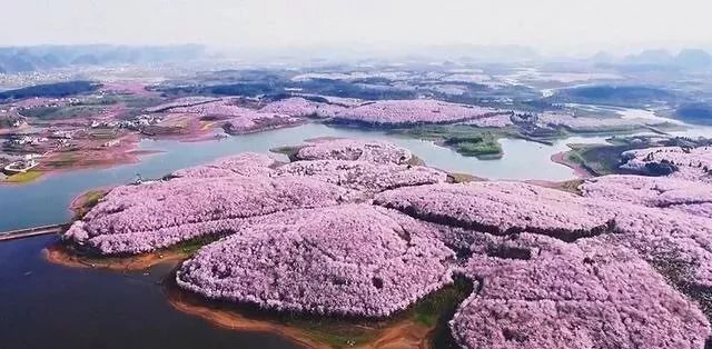 军犬麦克斯 视频海报