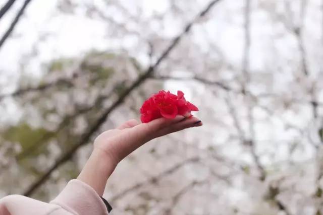 农场小牛牛：愚人节 视频缩略图