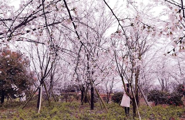 修剪草坪的小黄人 视频缩略图