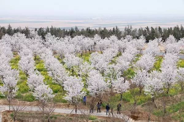 冷面天使 视频缩略图