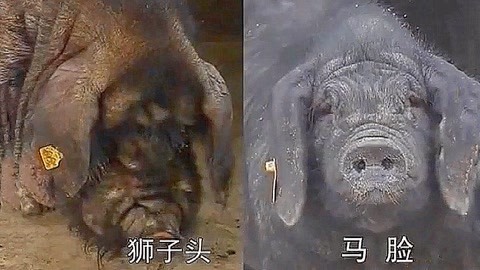 保卫战队之出动喇！朋友！ 视频缩略图