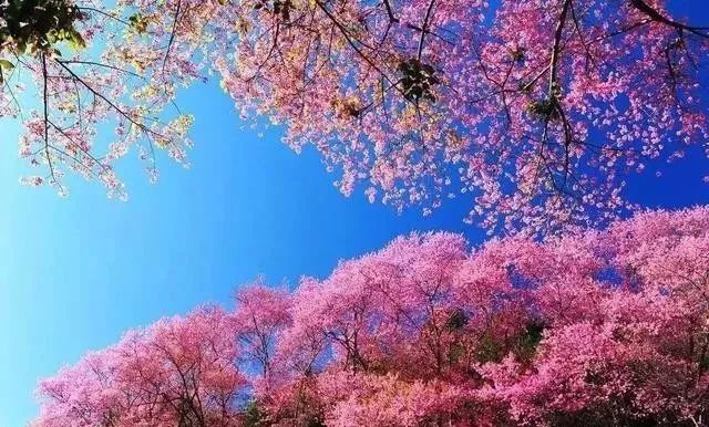 地狱之血 视频主图