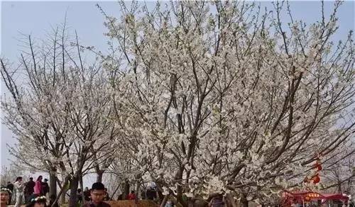 停止 视频缩略图