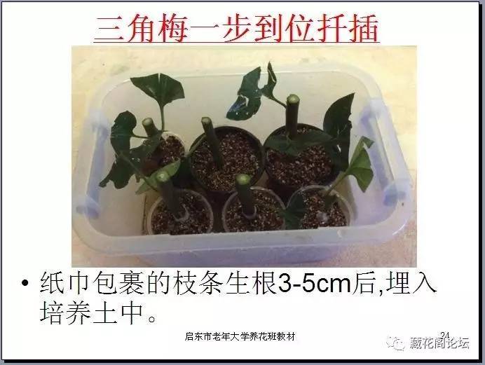 凤梧洞战斗 视频海报