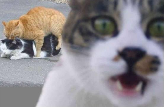 埃及艳后 视频缩略图