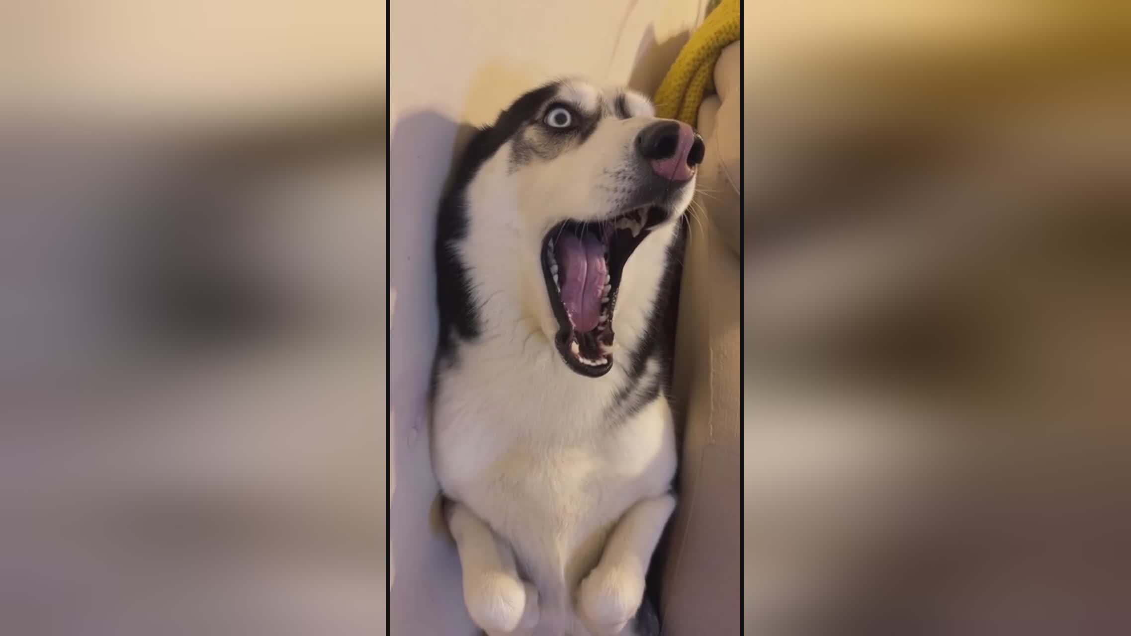 团圆饭 视频缩略图