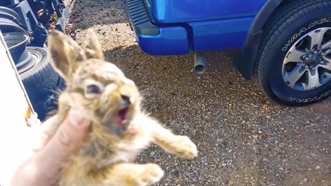 偷龙转凤 视频缩略图