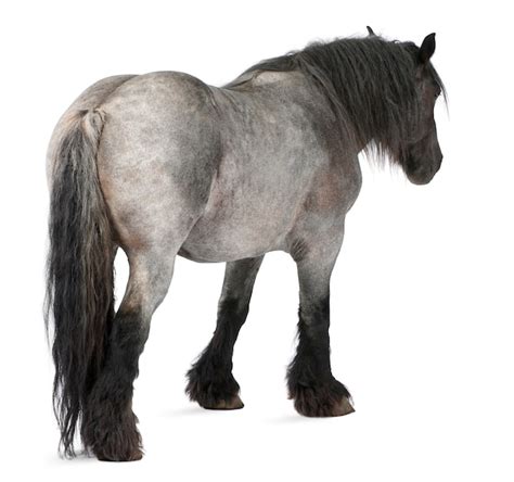 兄弟之义字当头 视频缩略图