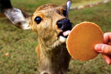 他马克老板 视频海报